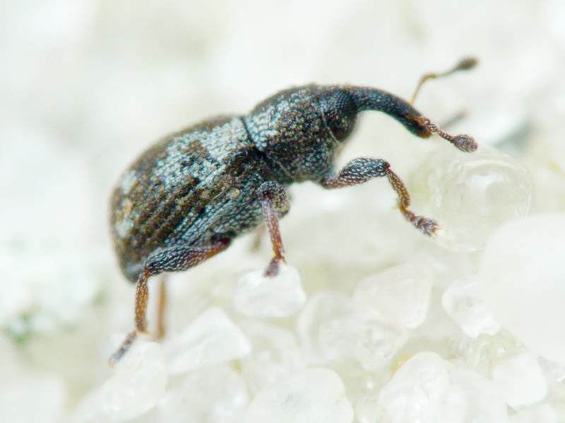 Tanysphyrus lemnae (Paykull, 1792)